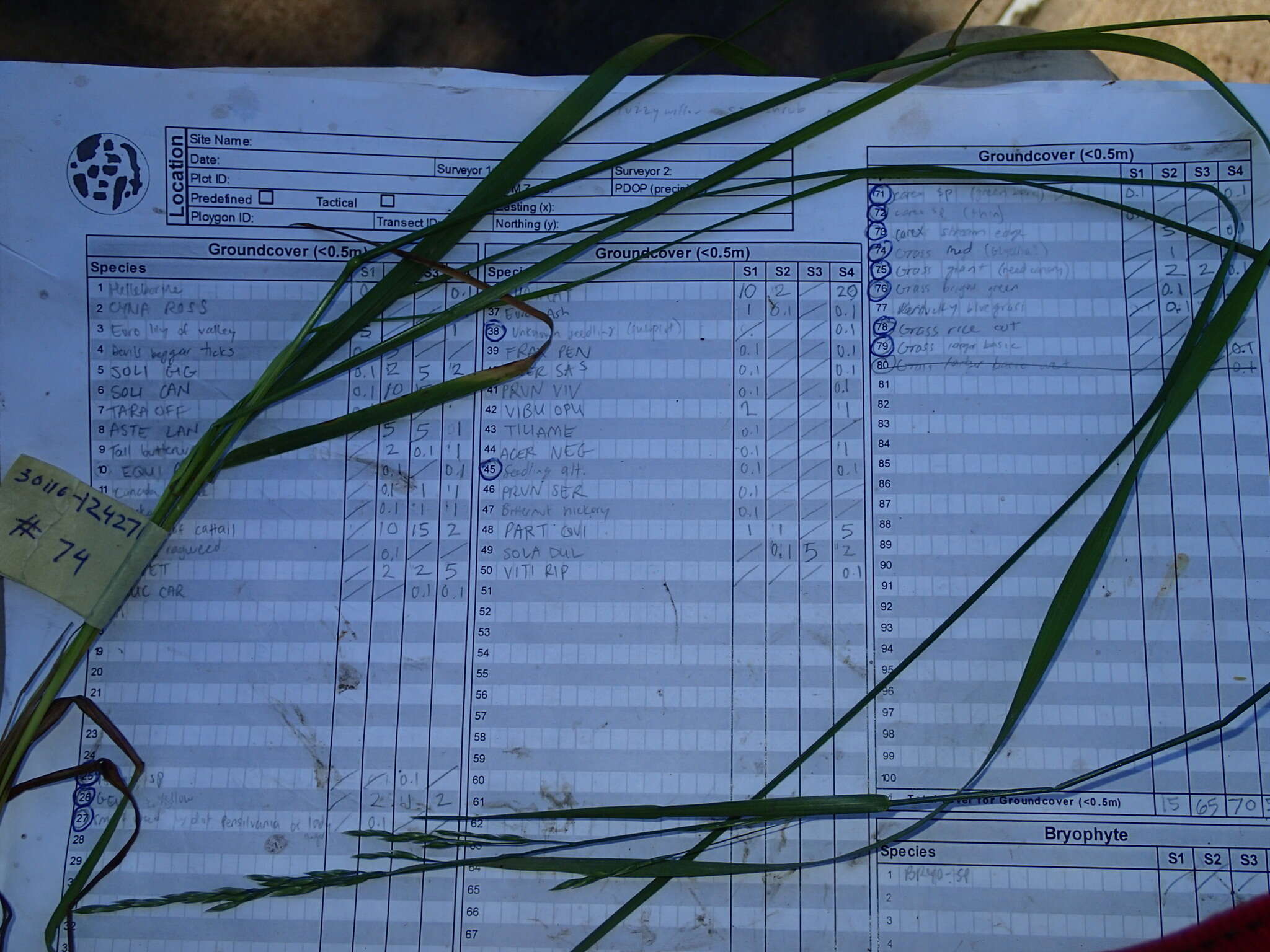 Image de Festuca subverticillata (Pers.) E. B. Alexeev