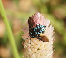 Image of Thyreus nitidulus (Fabricius 1804)