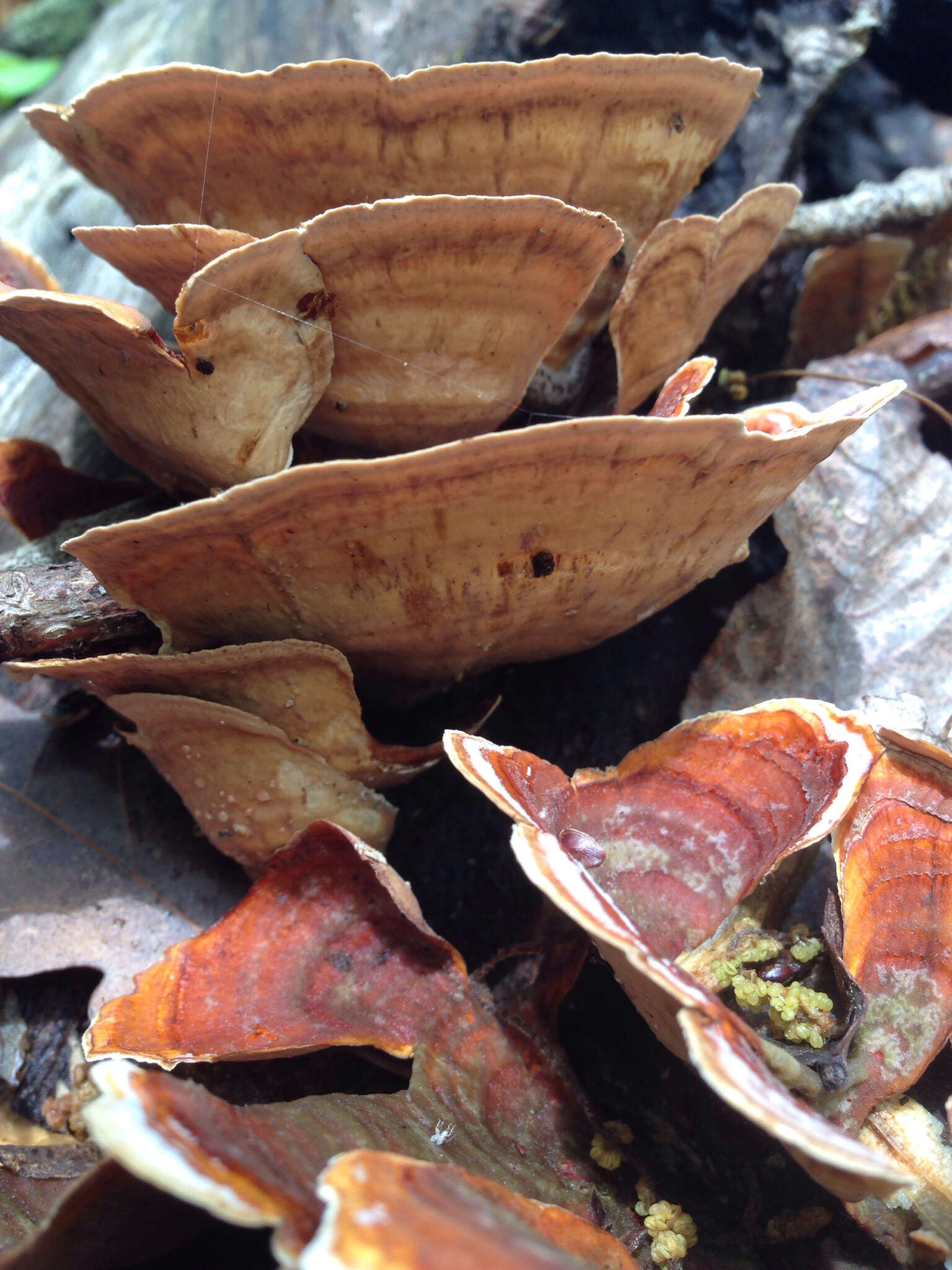 Image of Stereum ostrea (Blume & T. Nees) Fr.