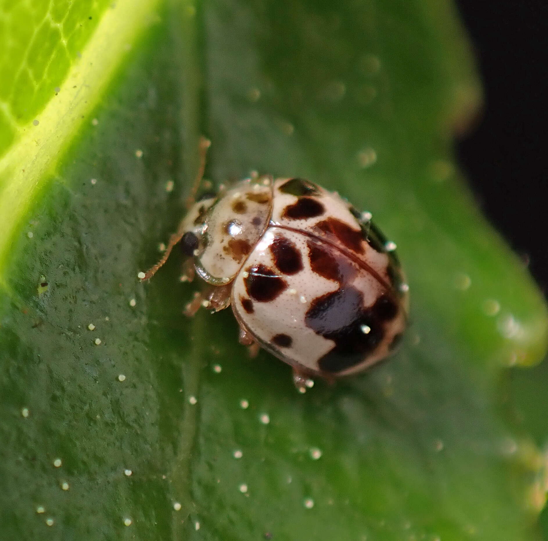 Psyllobora borealis Casey 1899 resmi