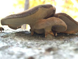 Image de Lentinus brumalis (Pers.) Zmitr. 2010