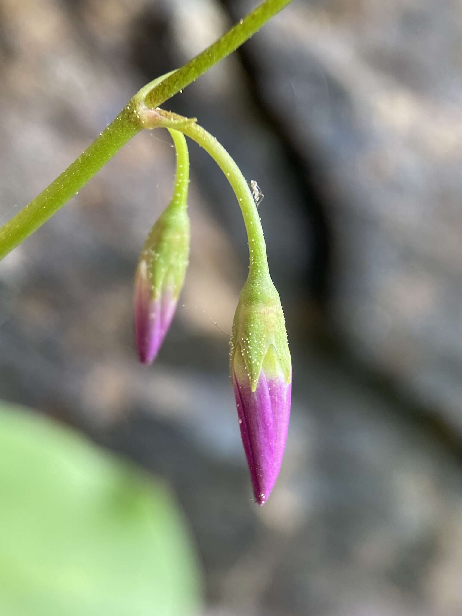 Plancia ëd Dodecatheon utahense (N. H. Holmgren) Reveal