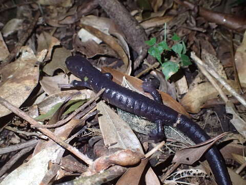 Image of Ringtail Salamander