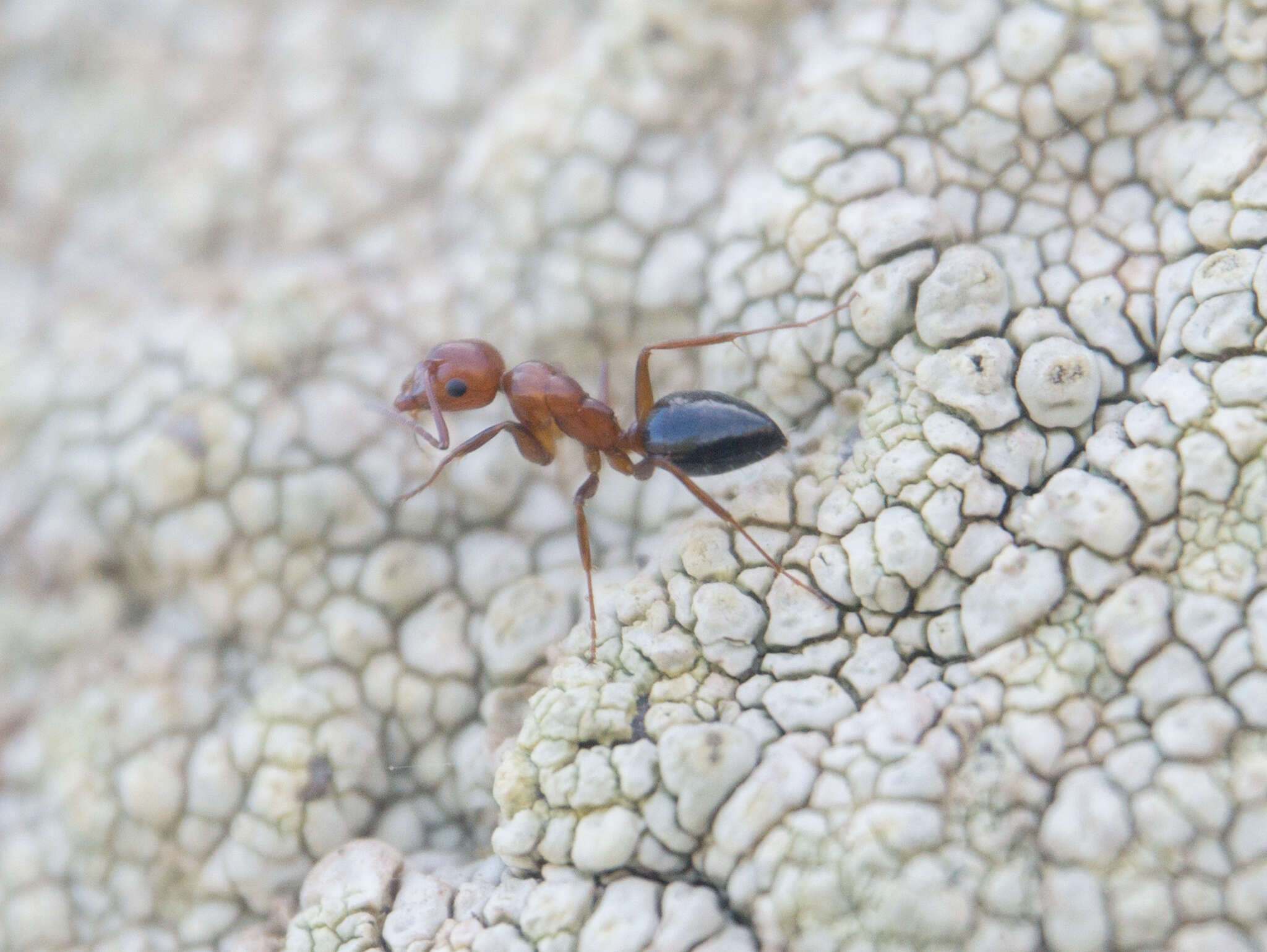 Image of Camponotus bakeri Wheeler 1904