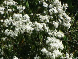 Eugenia biflora (L.) DC. resmi