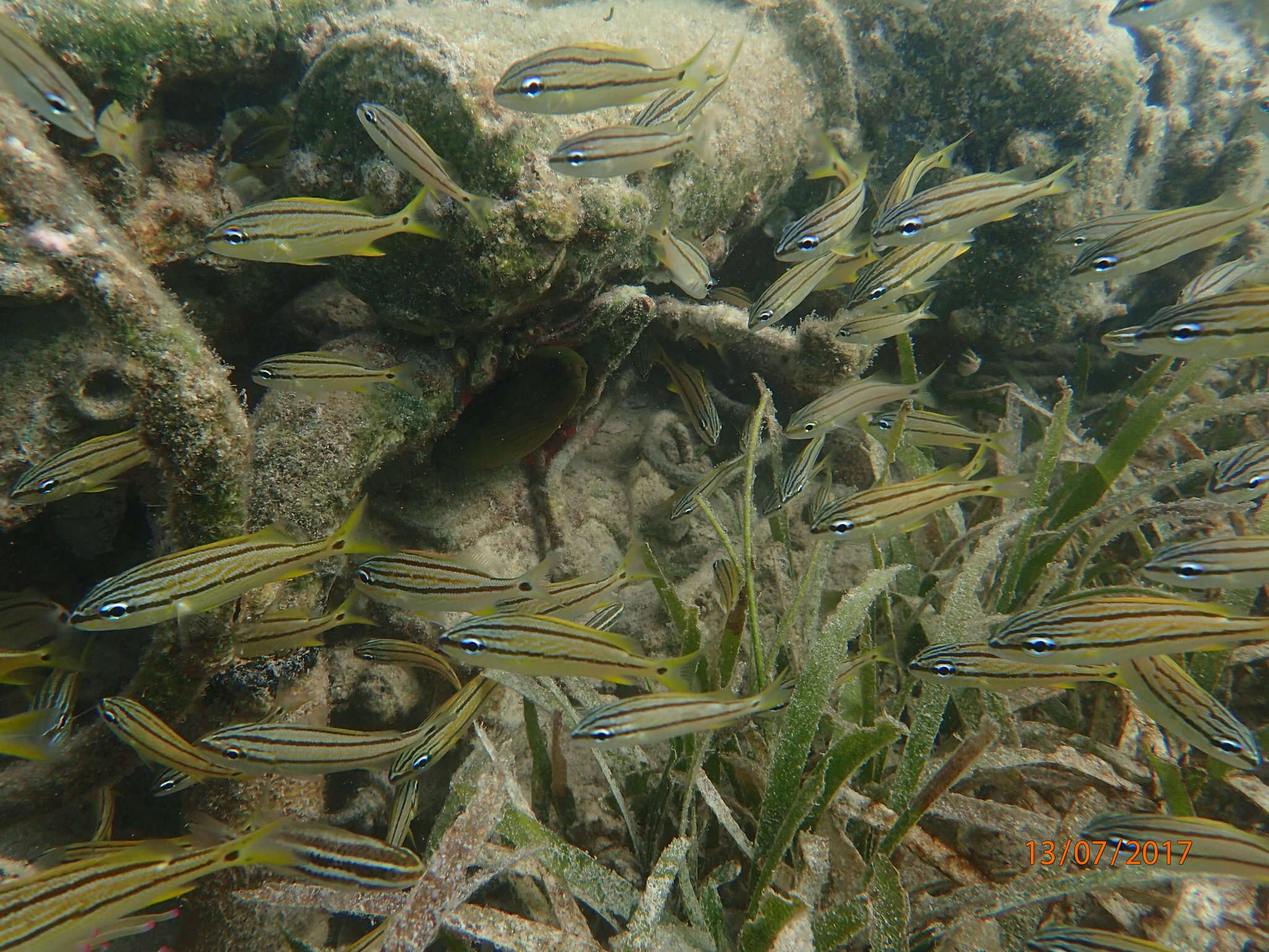 Image of Black Moray