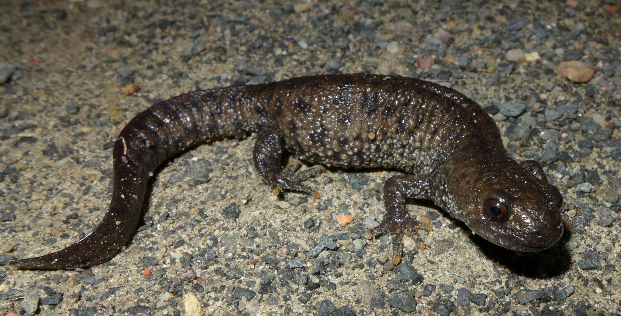 Image of Great Crested Newt