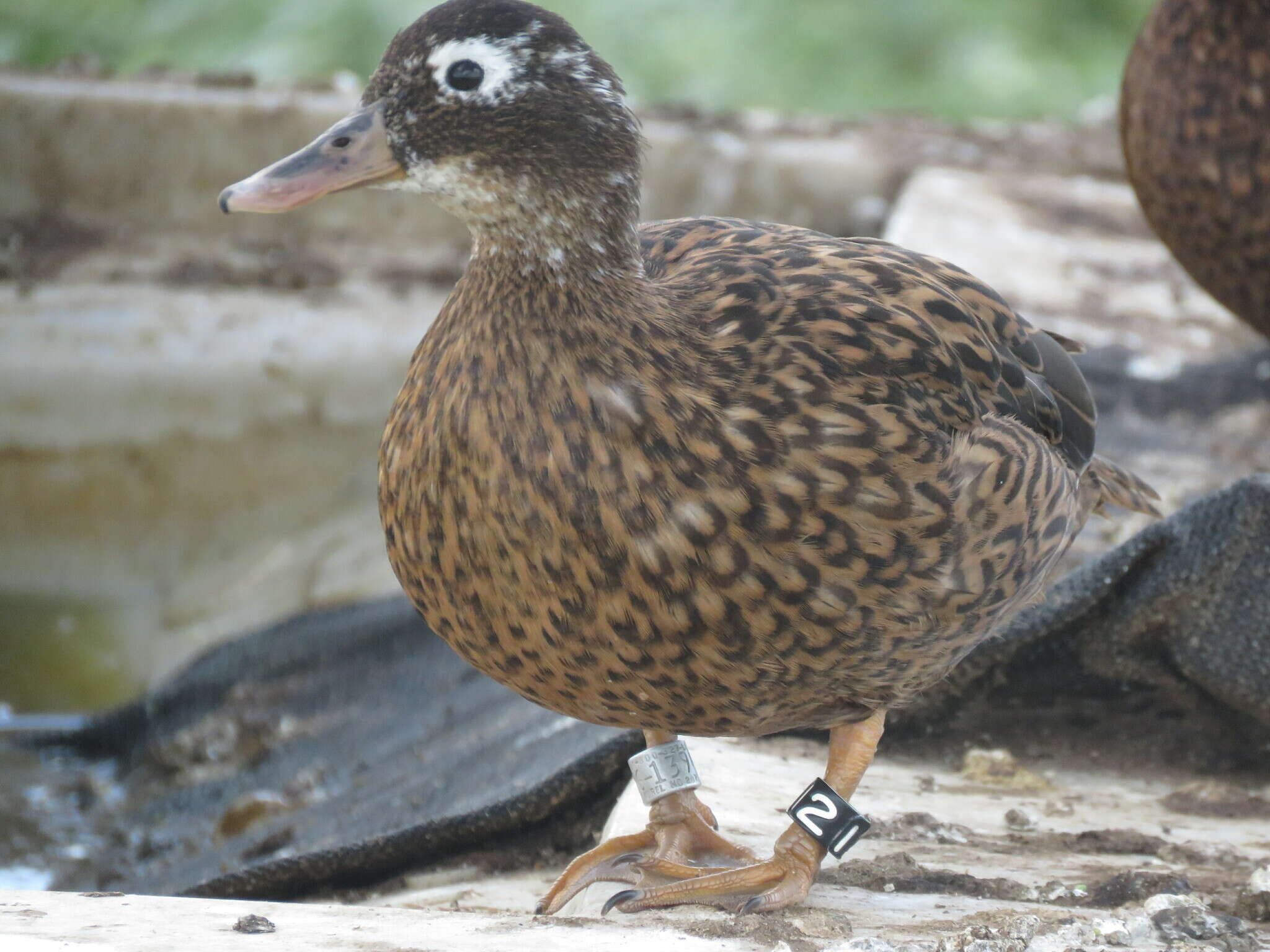 Image of Laysan Duck