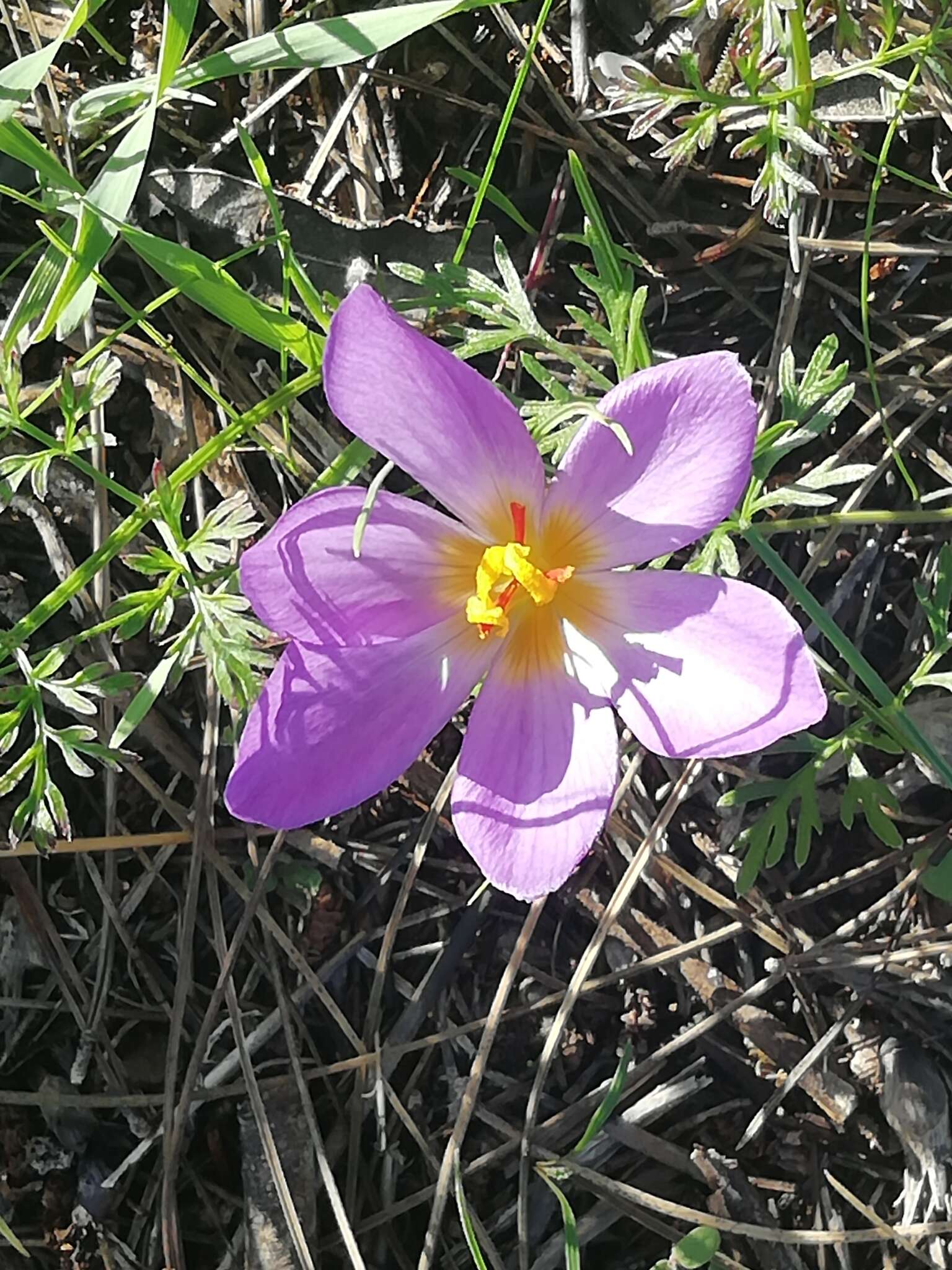 Image de Crocus thomasii Ten.