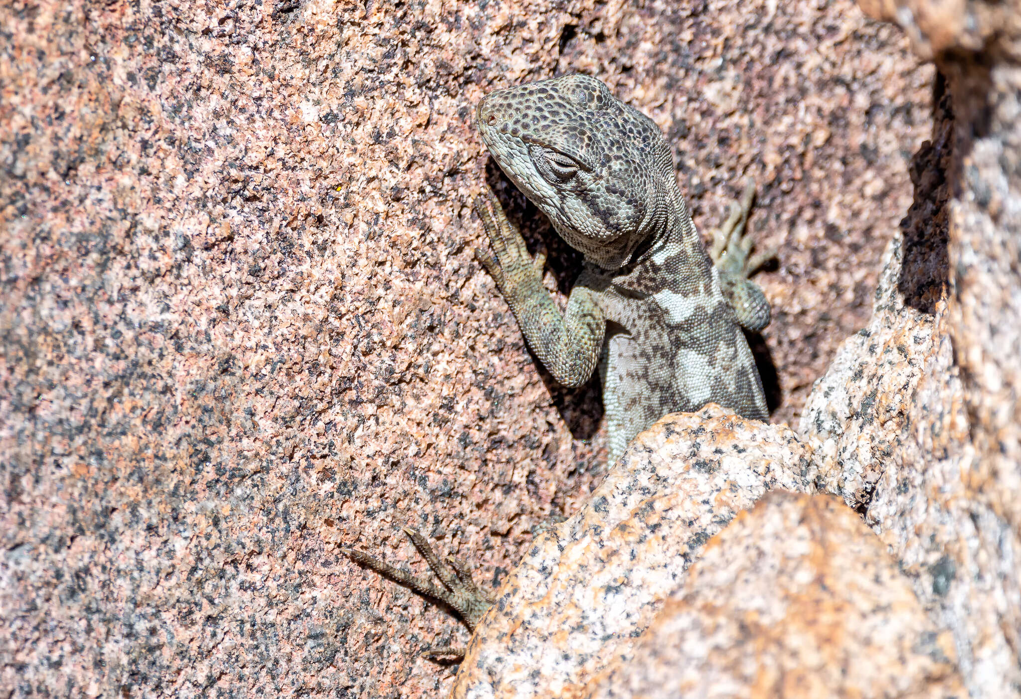 Image of Pristidactylus valeriae (Donoso-barros 1966)