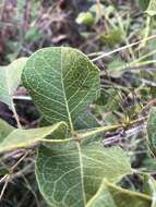 Plancia ëd Coelospermum reticulatum (F. Muell.) Benth.