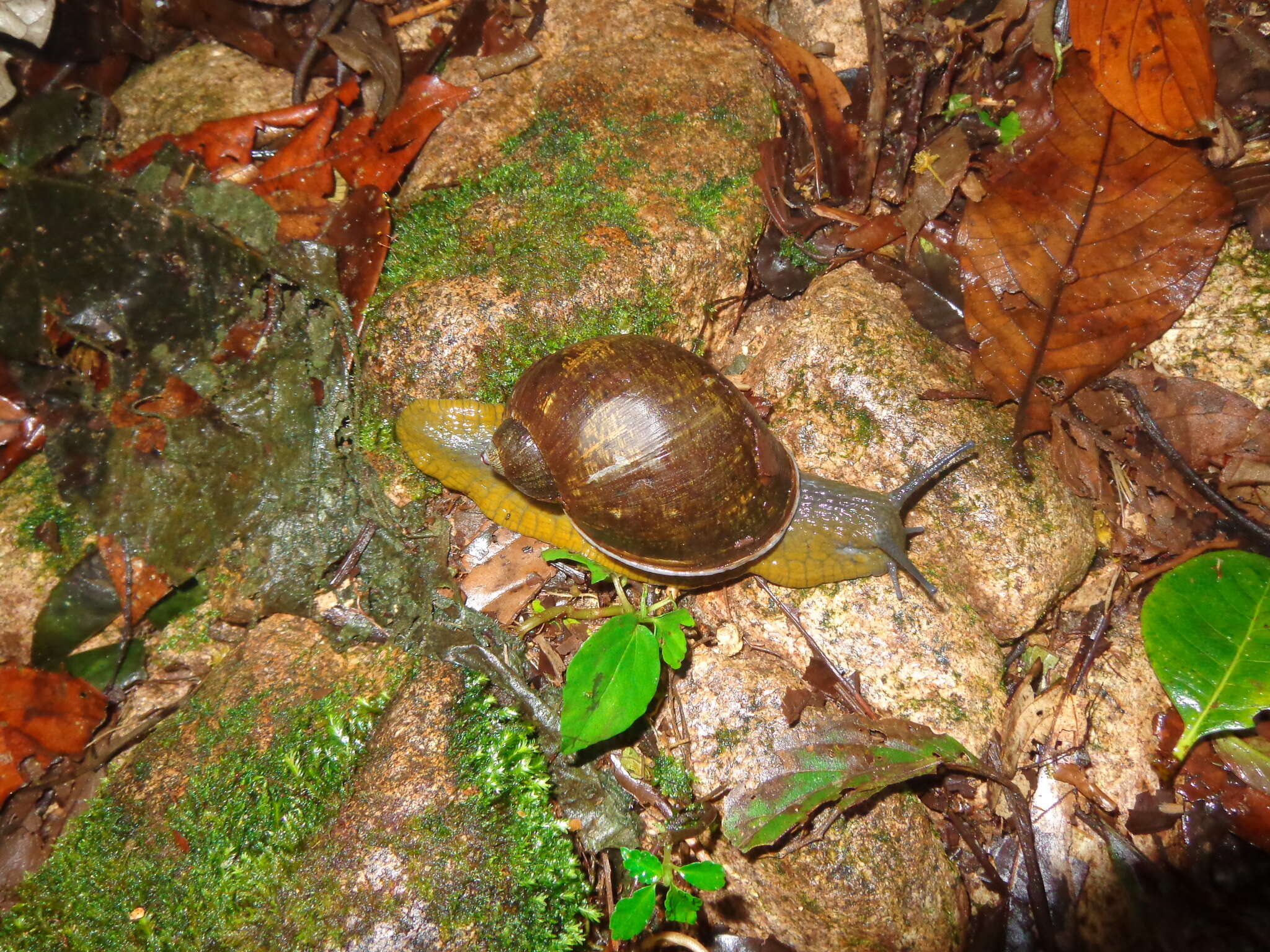 Image of Plekocheilus jimenezi (Hidalgo 1872)