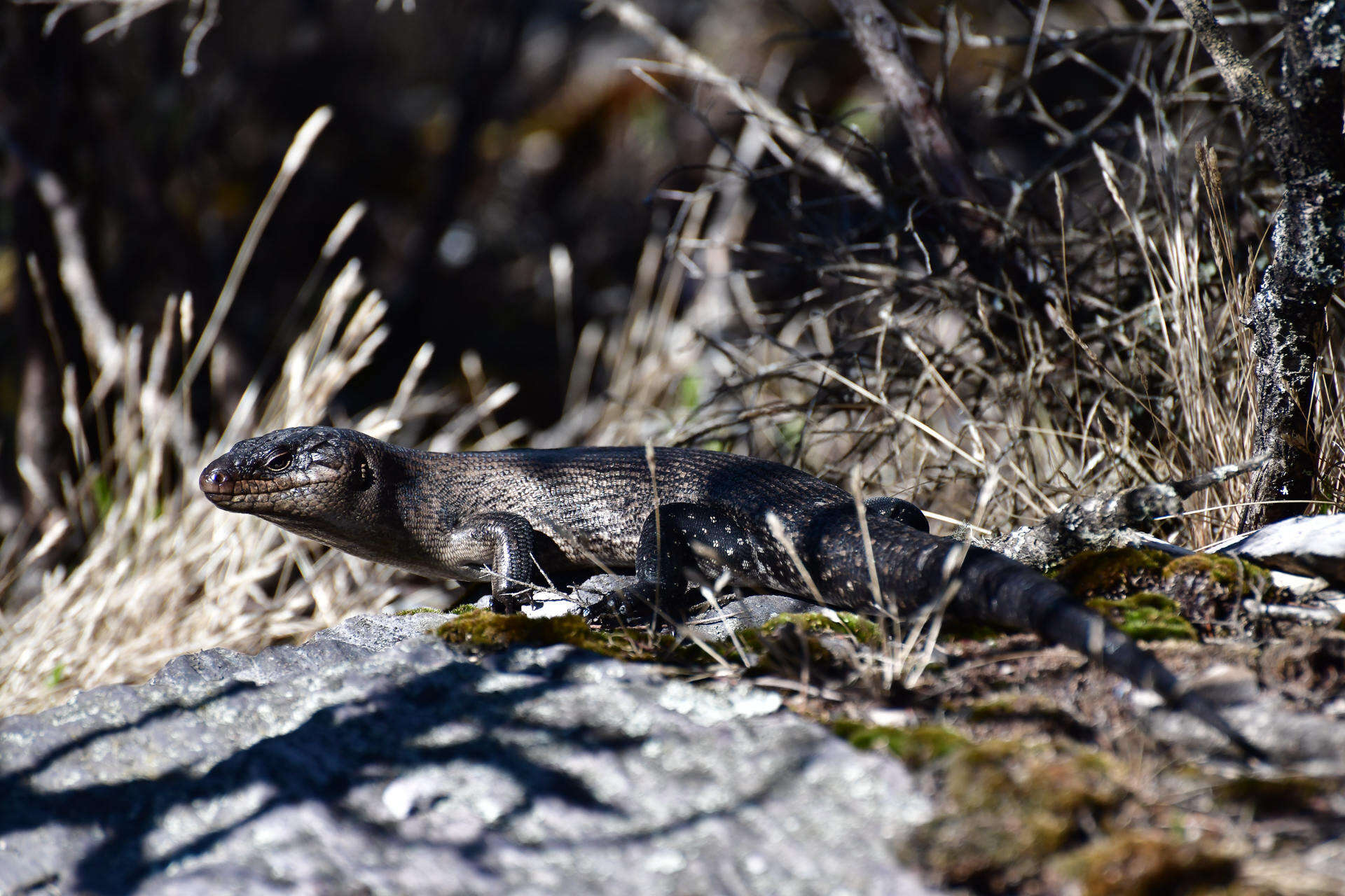 Image of King's Skink