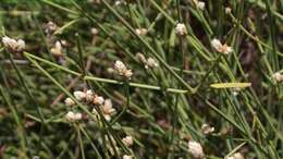 Image of Three-leafed chaff flower