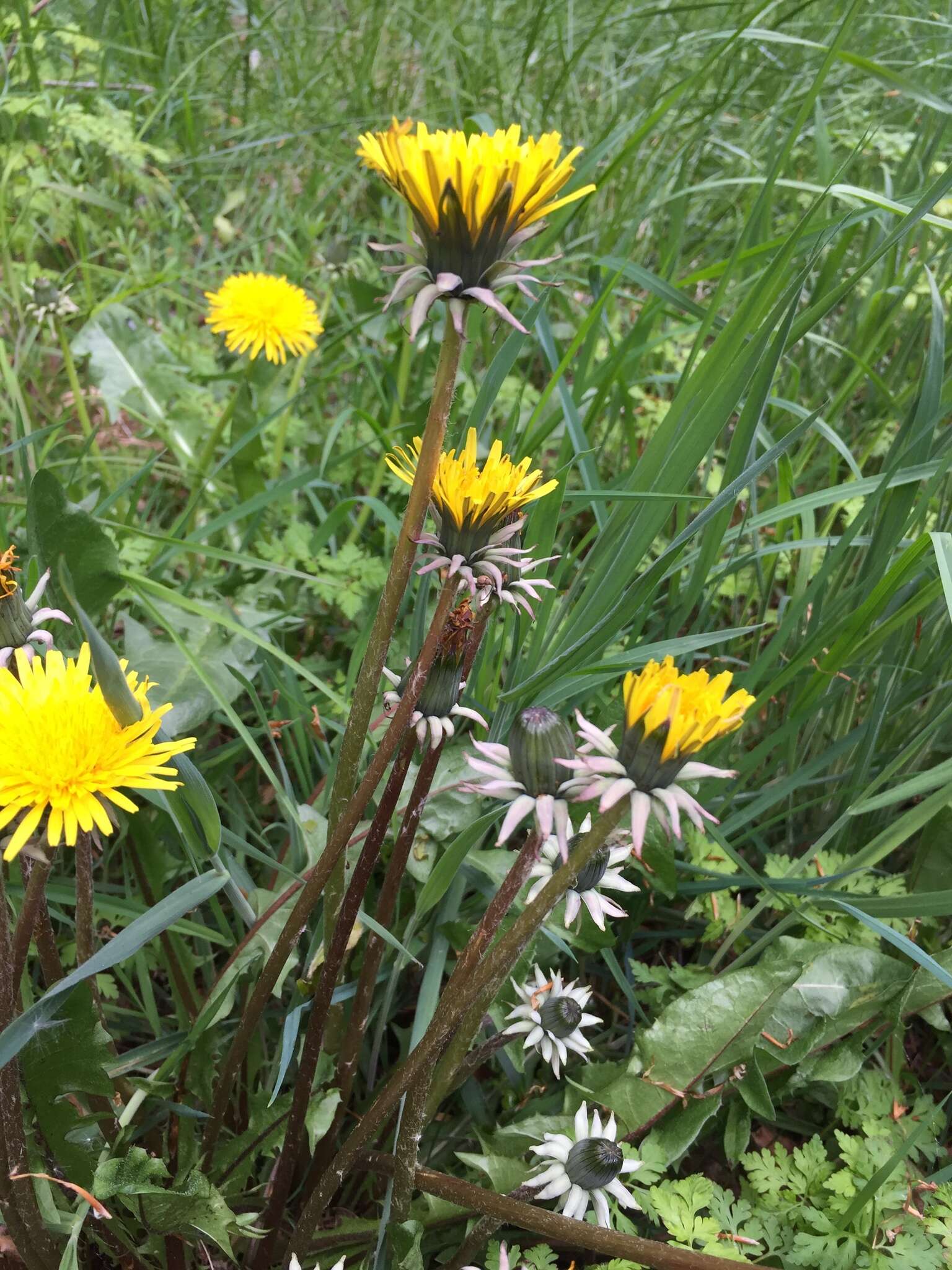 Слика од Taraxacum boekmanii Borgv.