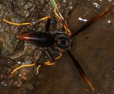 Image of Polistes infuscatus Lepeletier 1836