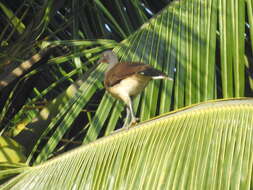 Image of White-bellied Chachalaca