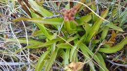 Gentianella angustifolia Glenny的圖片