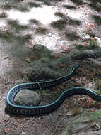 Plancia ëd Thamnophis sirtalis concinnus (Hallowell 1852)