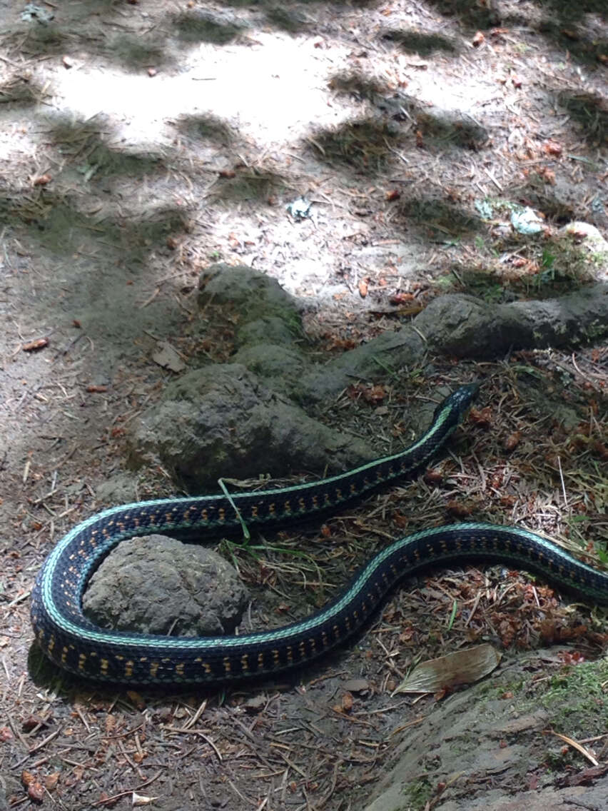 Plancia ëd Thamnophis sirtalis concinnus (Hallowell 1852)