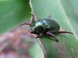 Imagem de Schizognathus compressicornis Ohaus 1898