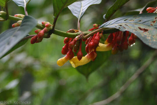 Image of Glossoloma herthae (Mansf.) J. L. Clark