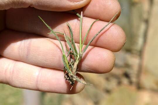 Imagem de Tribolium brachystachyum (Nees) Renvoize