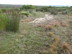 Слика од Elegia elephantina H. P. Linder