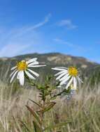 Image of white panicle aster