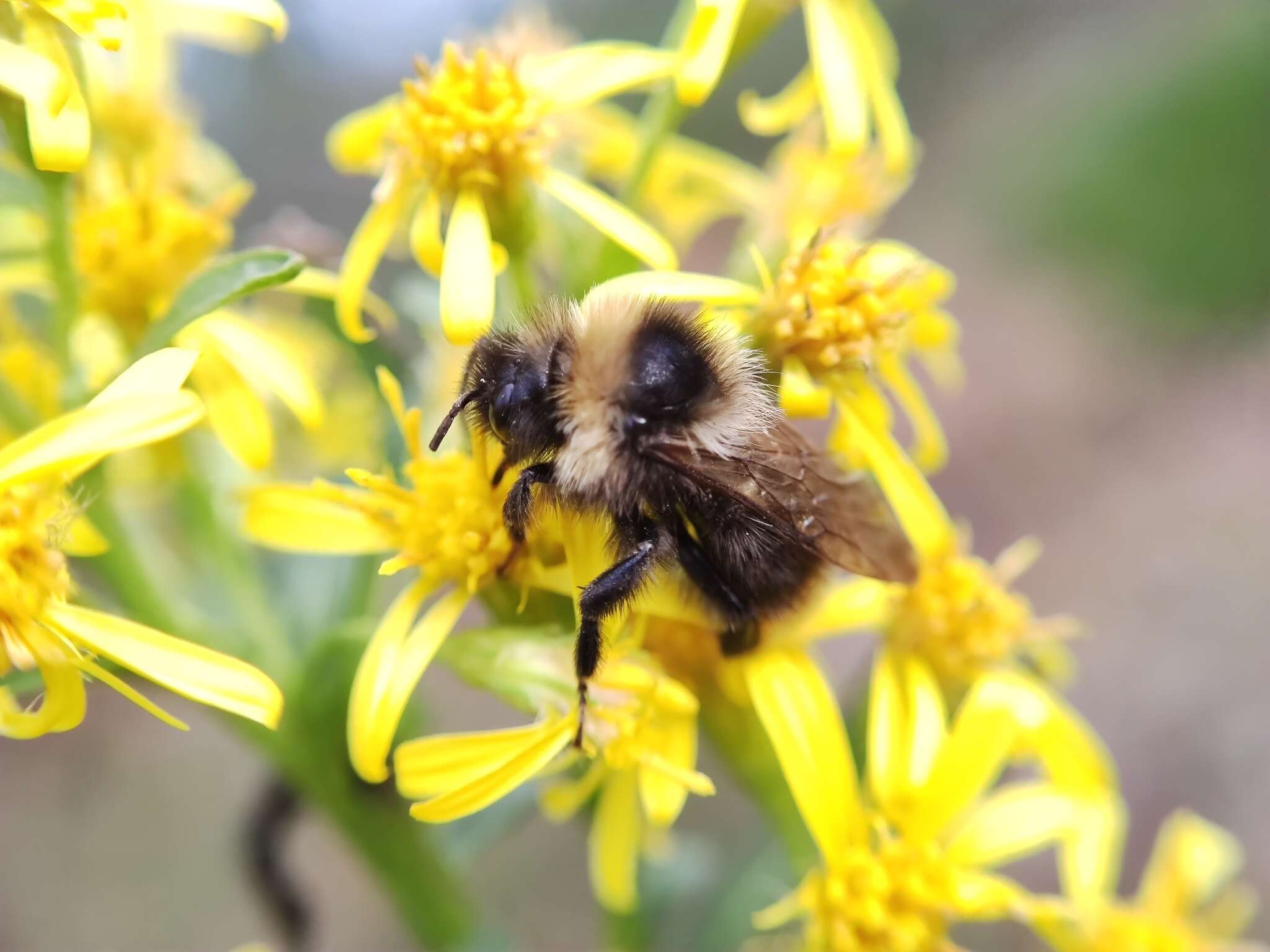 Image of Bombus barbutellus (Kirby 1802)