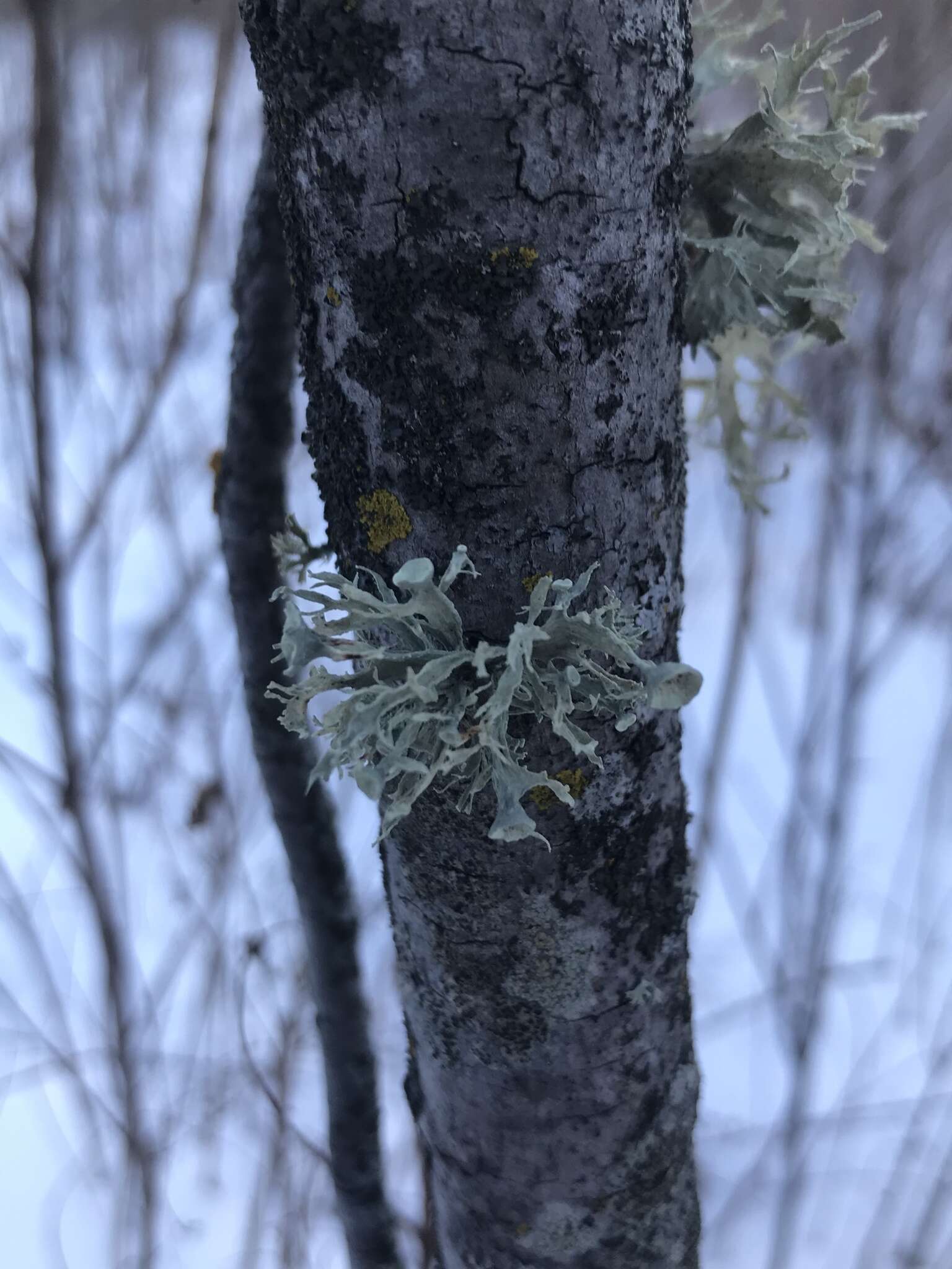Image of cartilage lichen