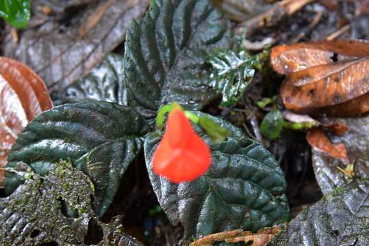 Imagem de Gasteranthus crispus (Mansf.) Wiehler