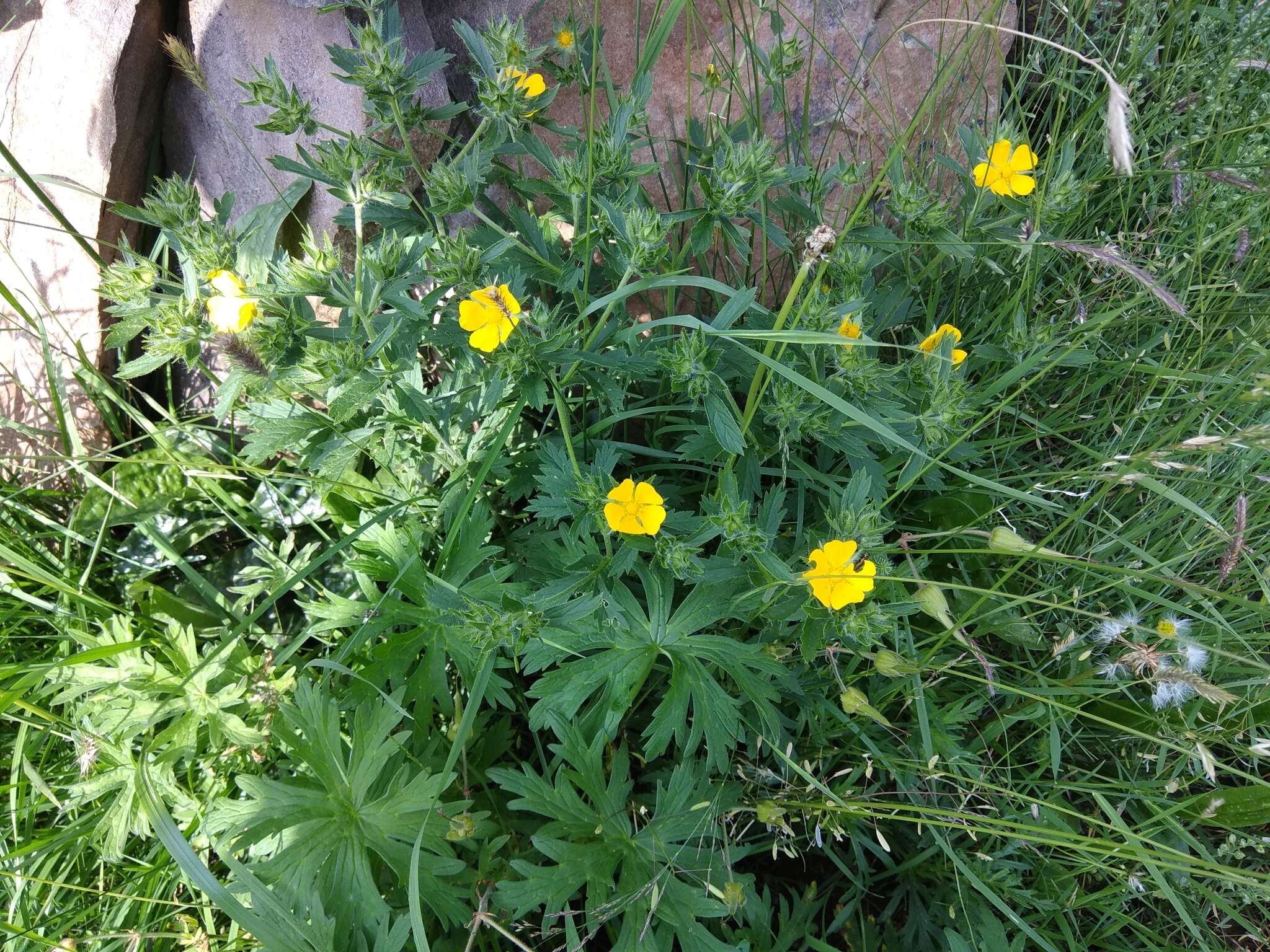 Image of Potentilla divaricata DC.