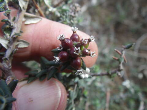 Image of Phylica callosa L. fil.