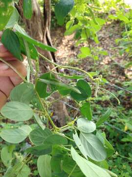 Plancia ëd Teramnus uncinatus (L.) Sw.