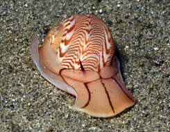 Image of wavy moonsnail