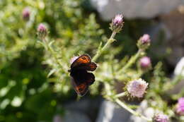 Image of Larche Ringlet