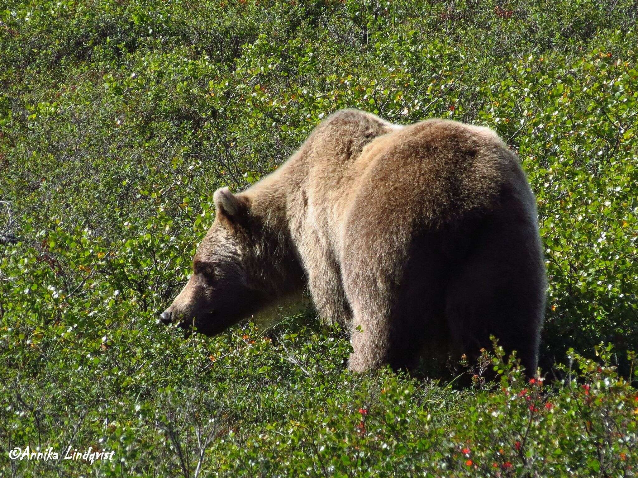 Image of grizzly bear