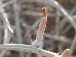 Image of Chondrilla ramosissima Sibth. & Sm.