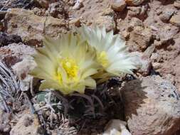 Sivun Pediocactus peeblesianus subsp. fickeiseniorum (L. D. Benson) Lüthy kuva