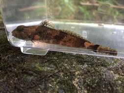 Image of Banded Sculpin