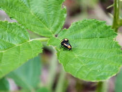 Image of Bassareus lituratus (Fabricius 1801)