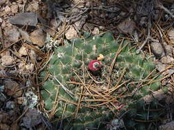 Image of Mammillaria uncinata Zucc. ex Pfeiff.