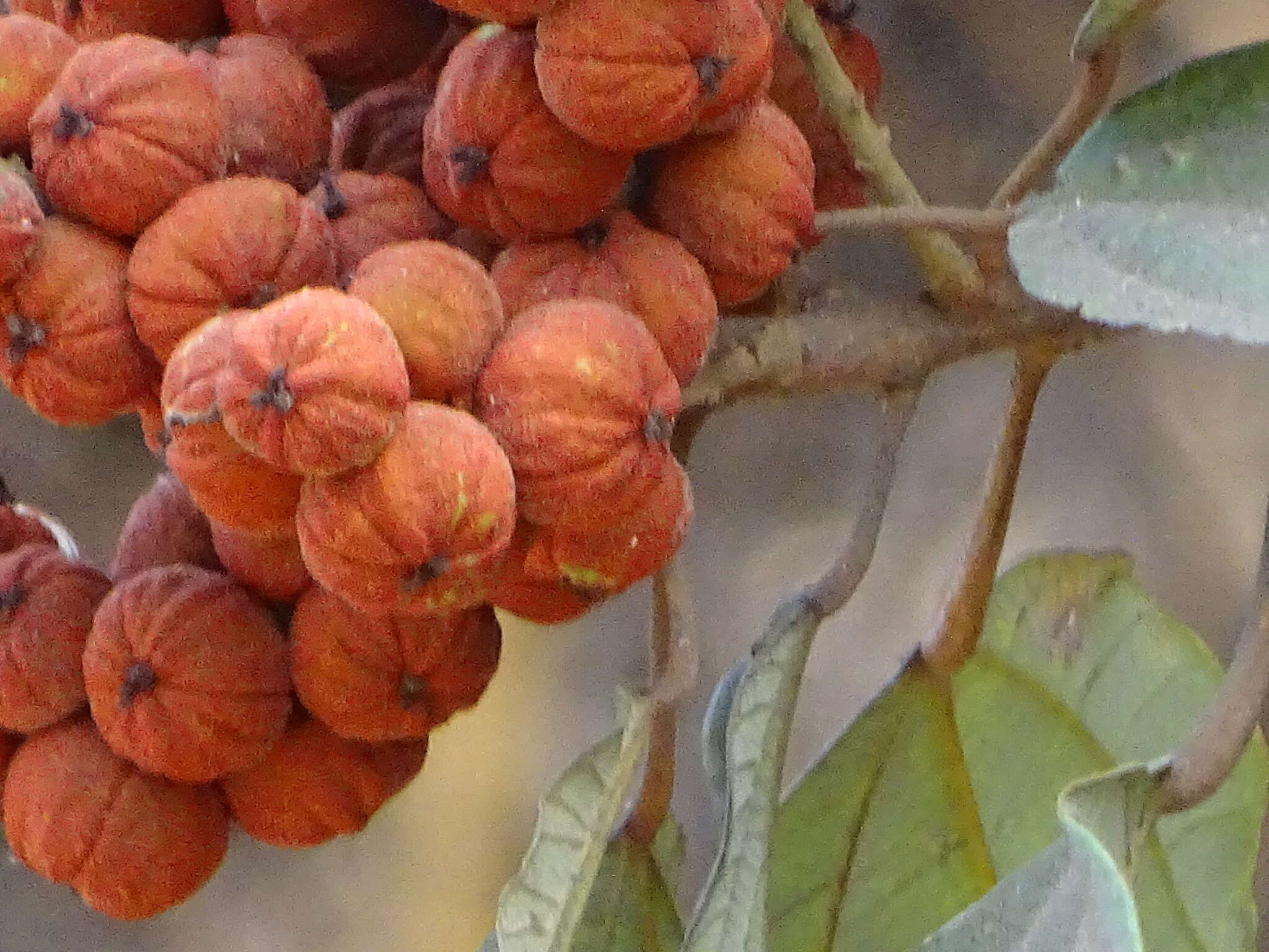 Image of kamala tree