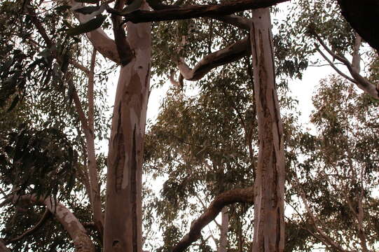 Imagem de Eucalyptus tereticornis Sm.