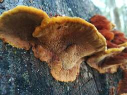 صورة Phellinus gilvus (Schwein.) Pat. 1900