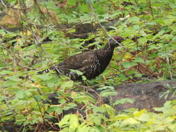 Image de Canachites canadensis franklinii (Douglas 1829)