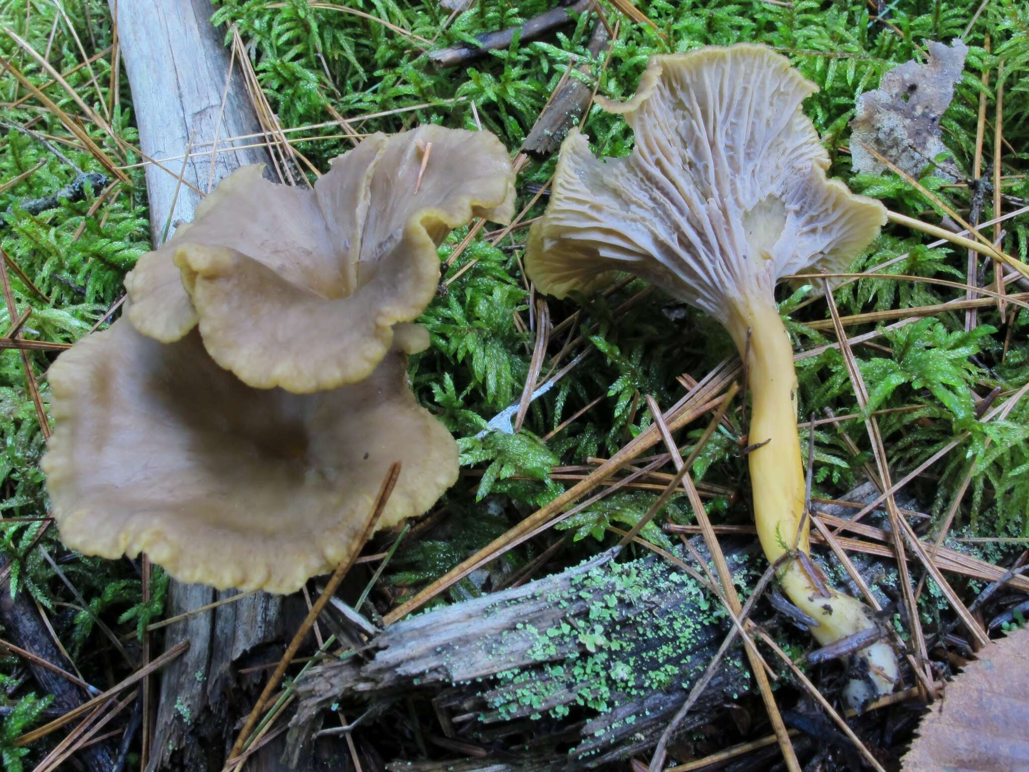 Image of Funnel Chanterelle