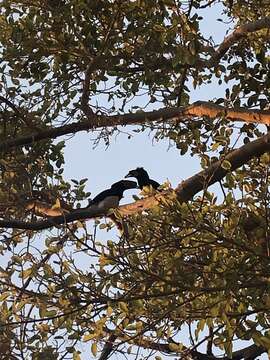 Image of Trumpeter Hornbill