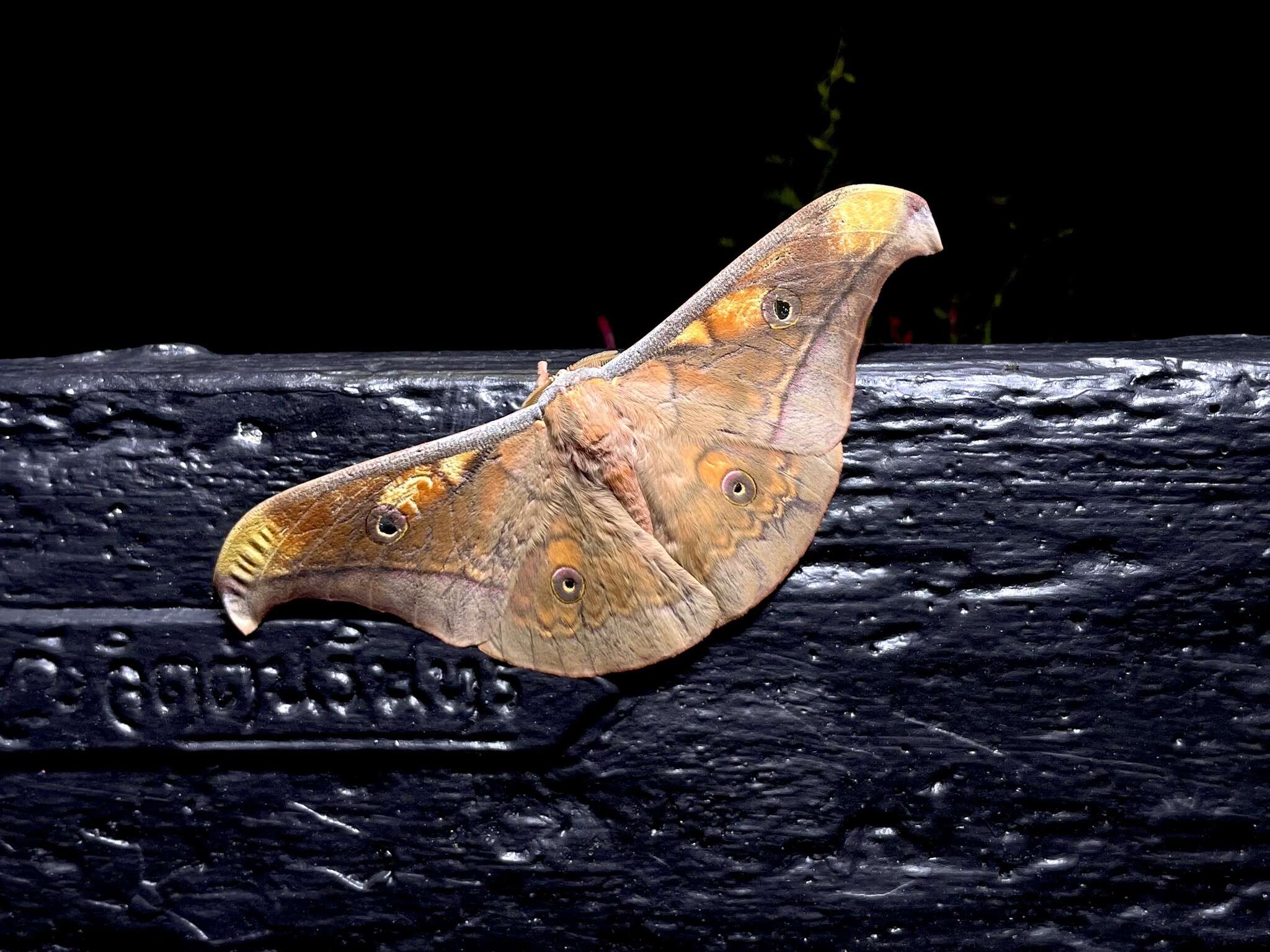 Image of Antheraea frithi Moore 1858